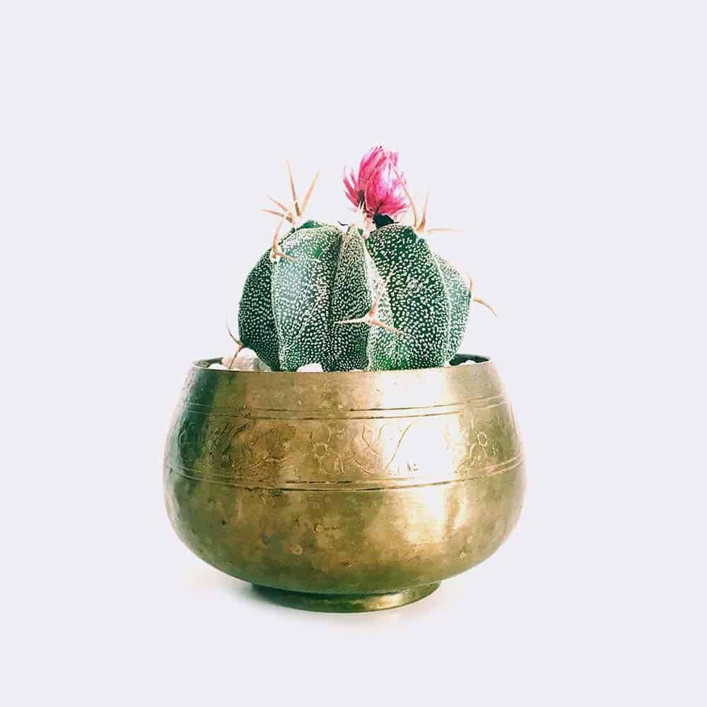 cactus6-free-img cactus6 free img